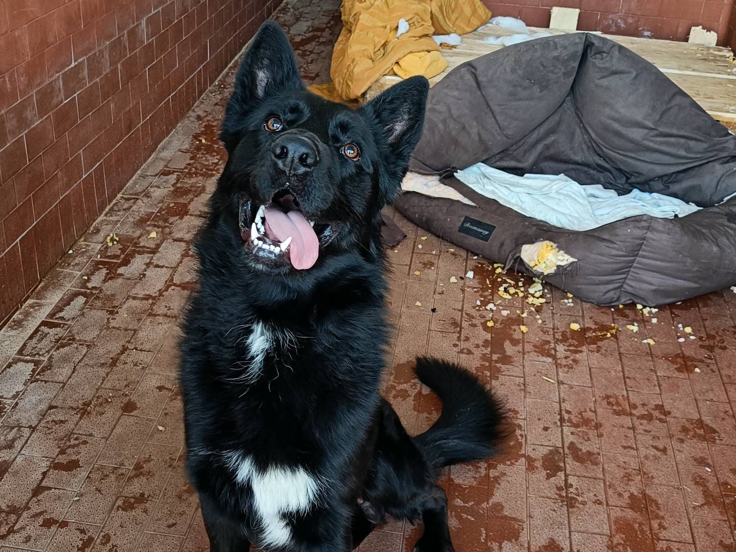 Vuoi adottare un cane a Milano?