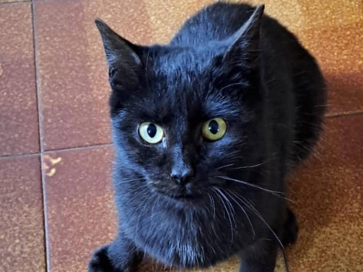 Adotta un gatto, maschio, 6 mesi, Catanzaro