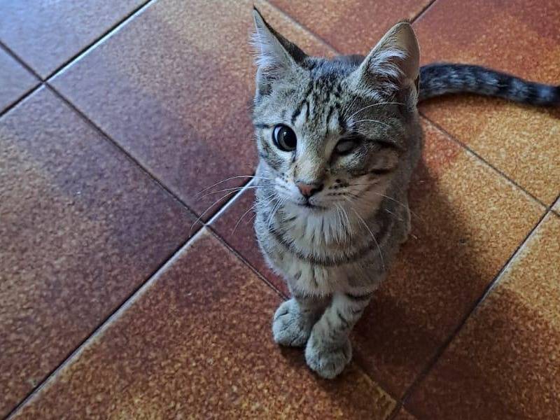 Foto dell'animale