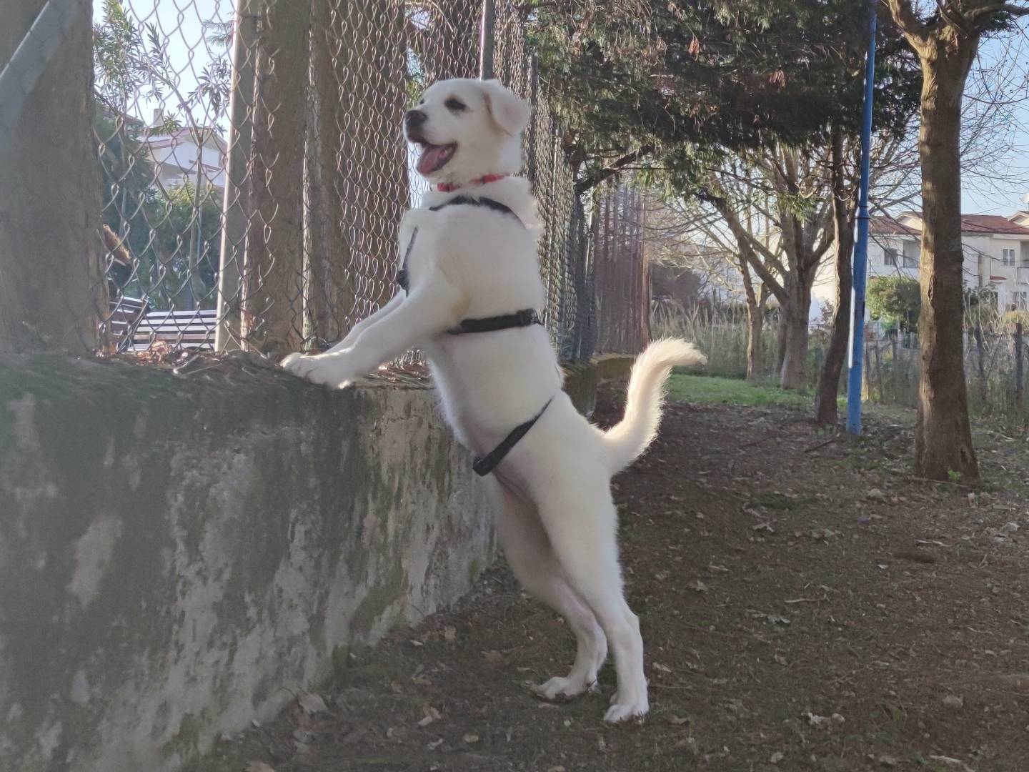 Foto dell'animale