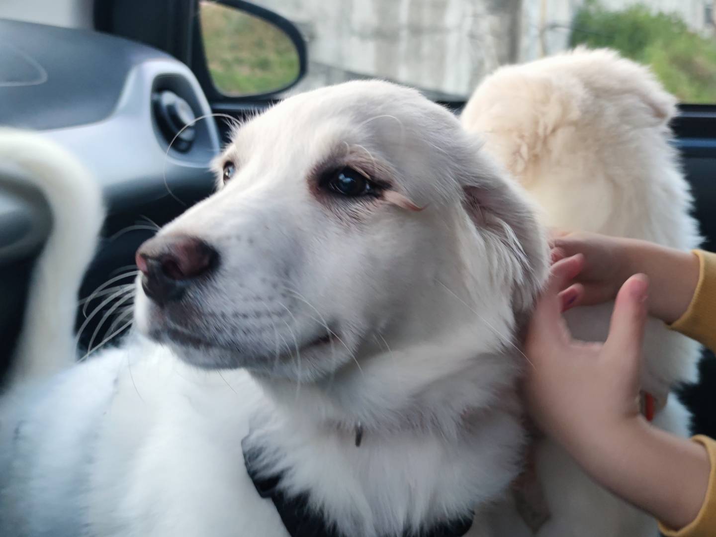 Adotta un cane, taglia media, femmina, Catanzaro