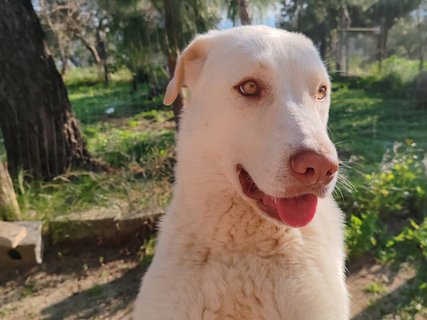 Foto dell'animale