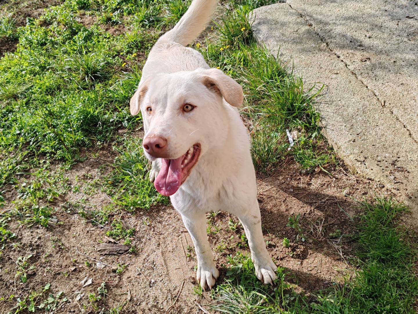 Adotta un cane, femmina, 1 anno e 1 mese, Catanzaro