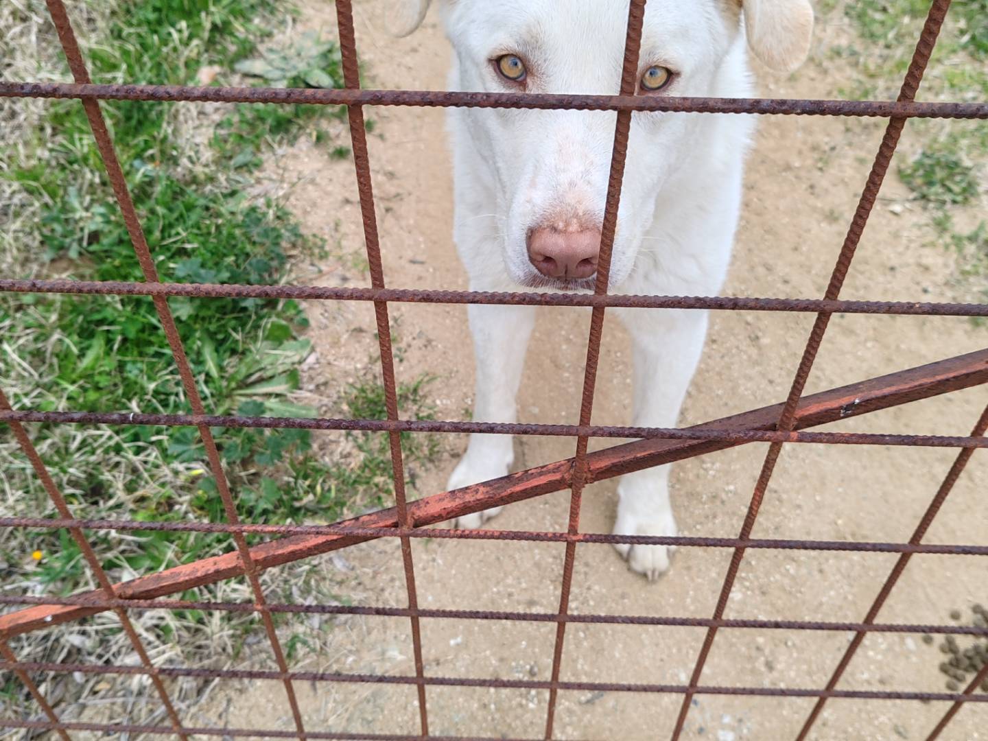 Vuoi adottare un cane a Catanzaro?