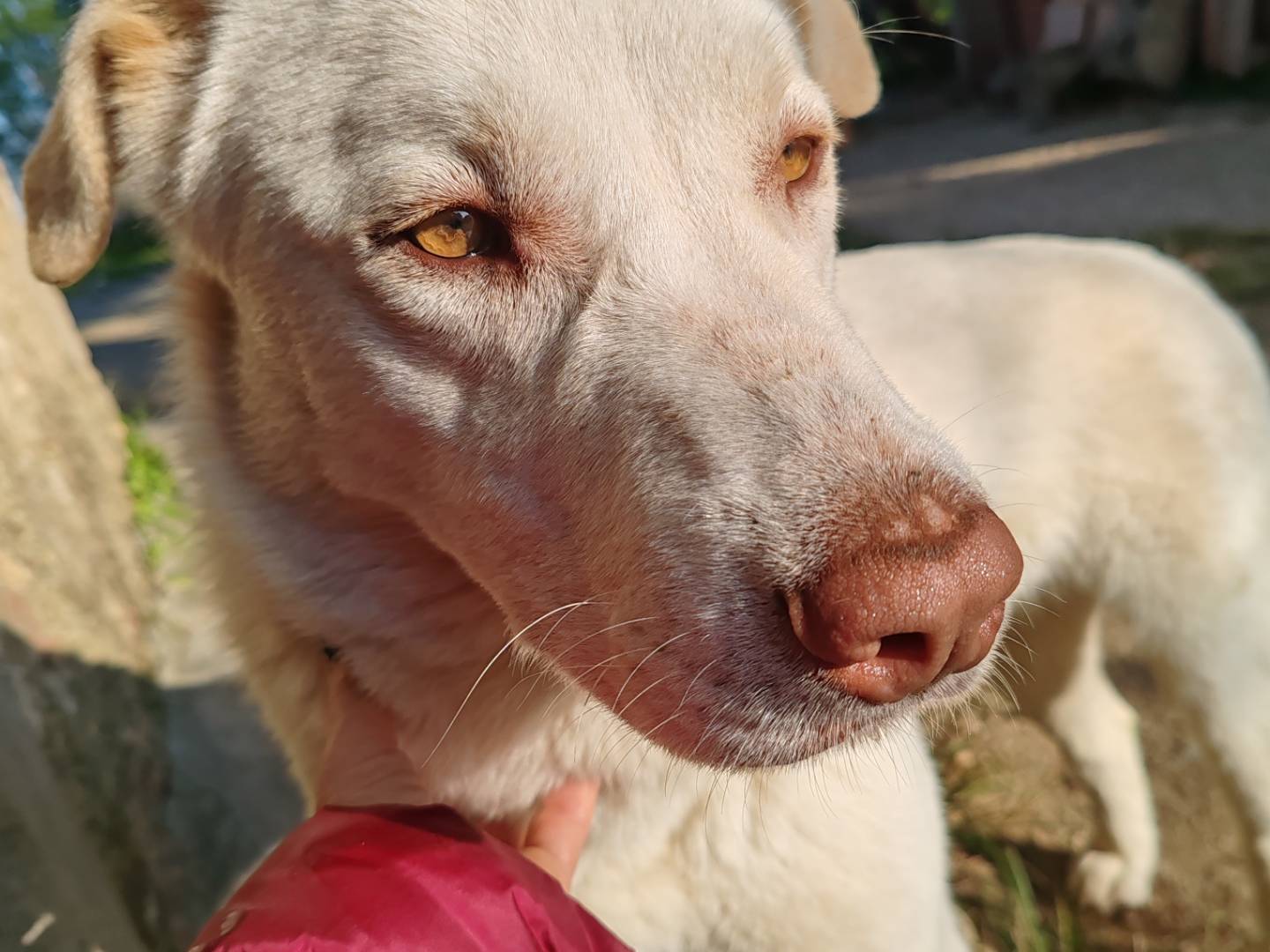 Adotta il cane Alaska  a Catanzaro