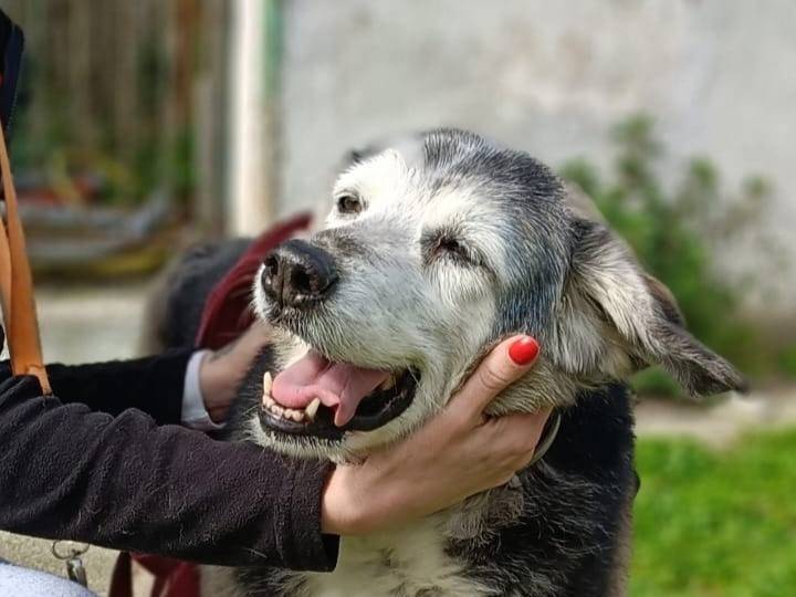 Adotta il cane TINA a Caserta