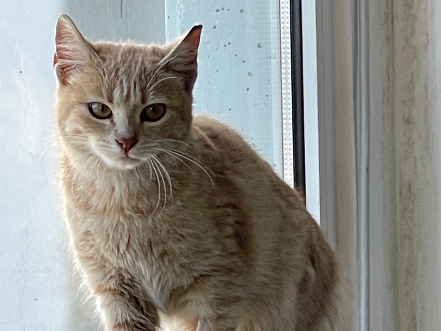 Adotta un gatto, femmina, 1 anno e 1 mese, Roma