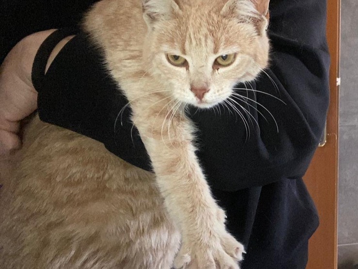 Adotta un gatto, taglia non valida, femmina, Roma