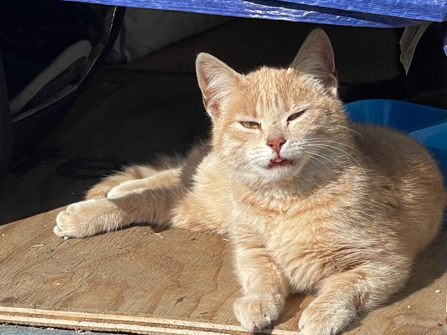 Vuoi adottare un gatto a Roma?