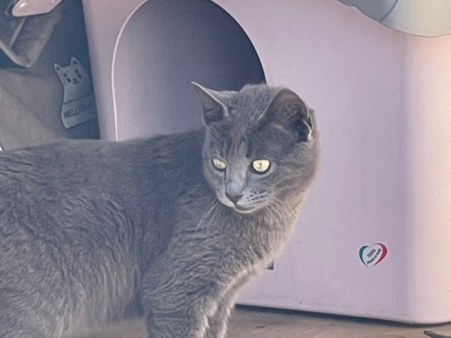 Vuoi adottare un gatto a Roma?