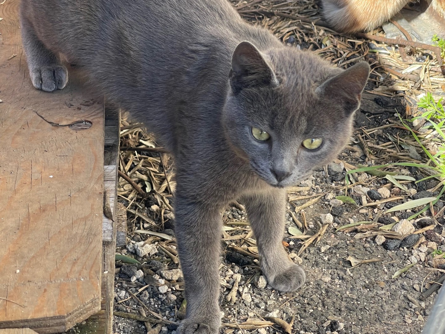 Foto dell'animale