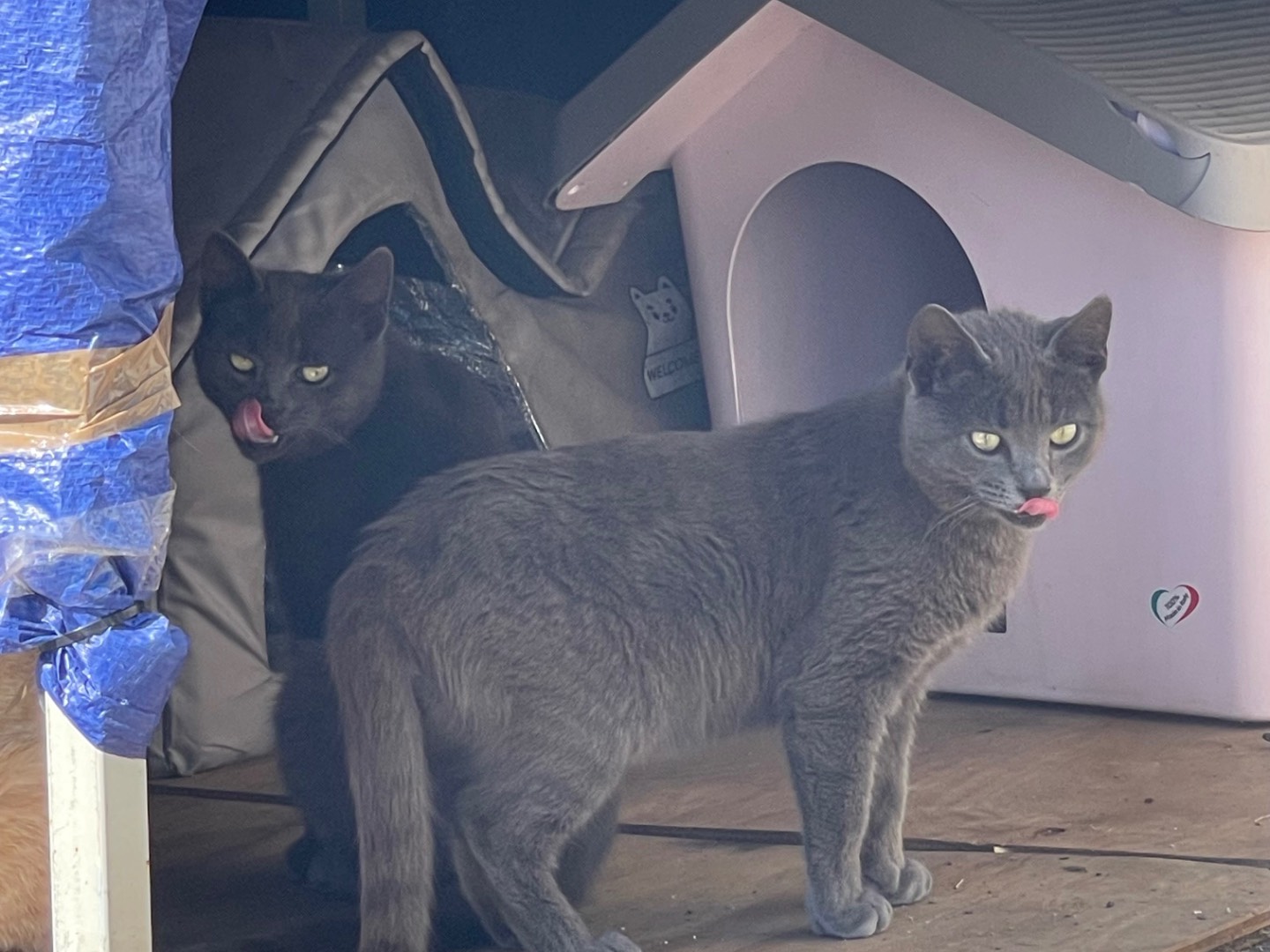 Adotta un gatto, maschio, 1 anno e 2 mesi, Roma