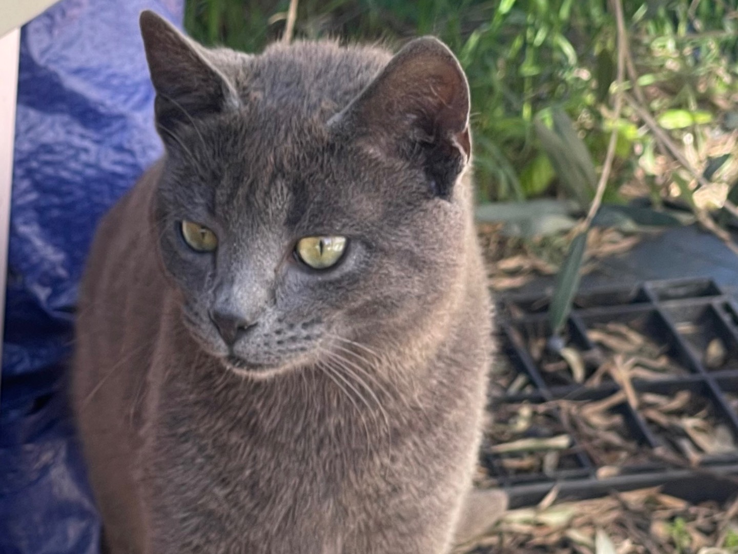 Adotta un gatto, taglia non valida, maschio, Roma