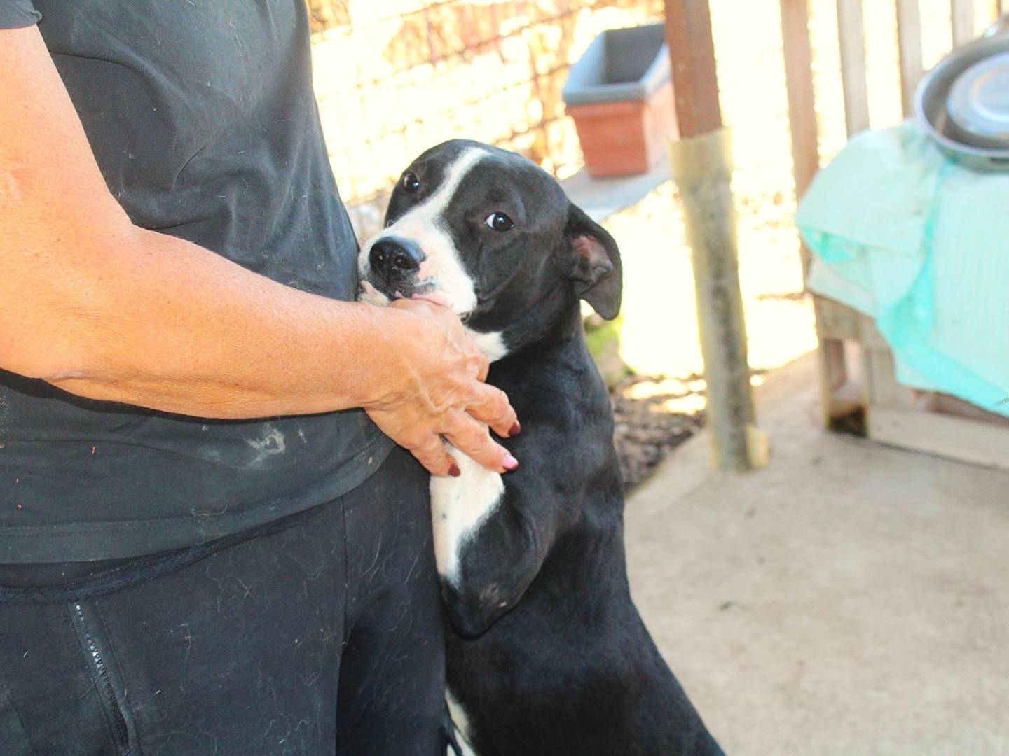 Adotta un cane, taglia media, femmina, Roma