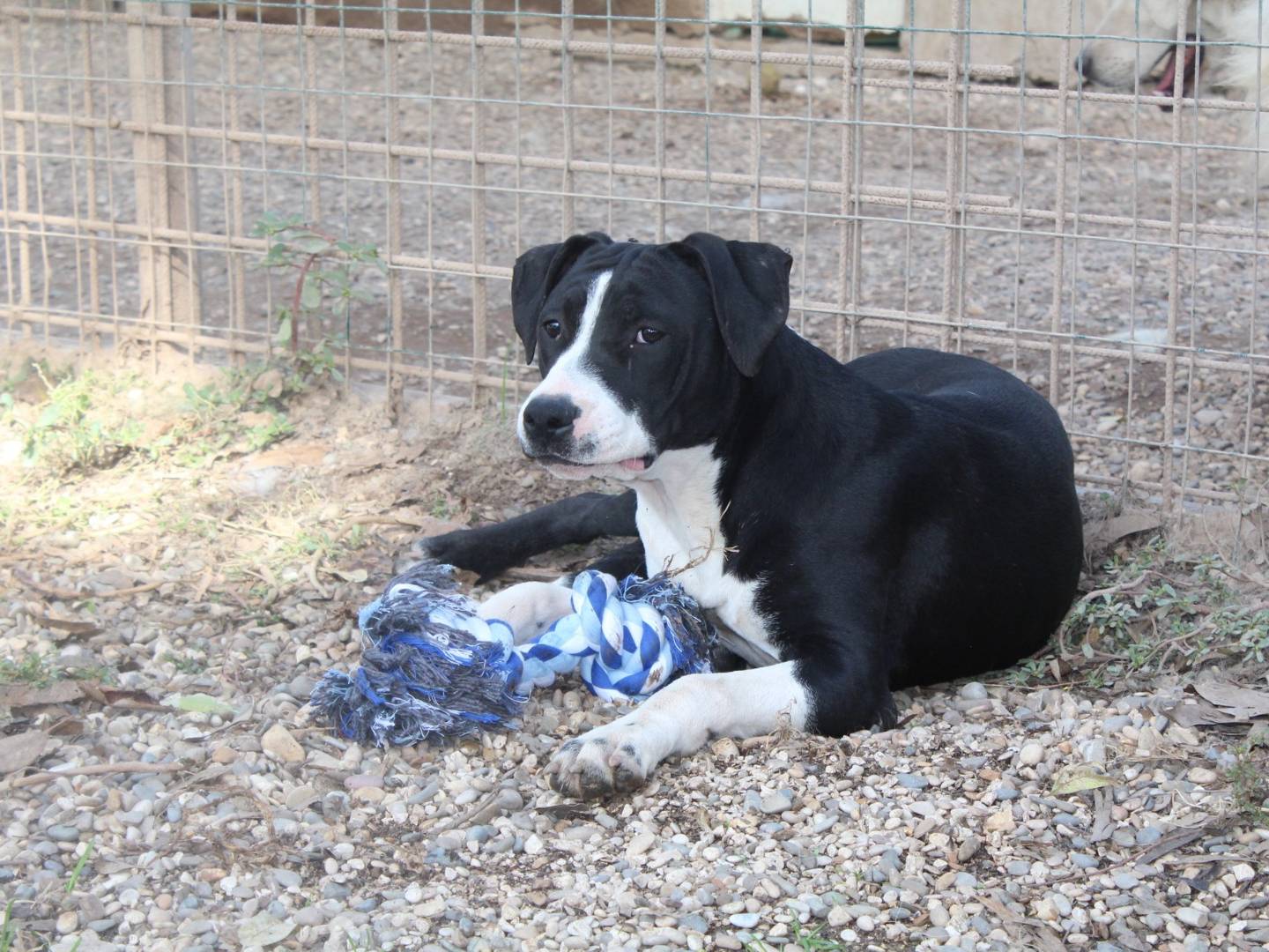 Vuoi adottare un cane a Roma?
