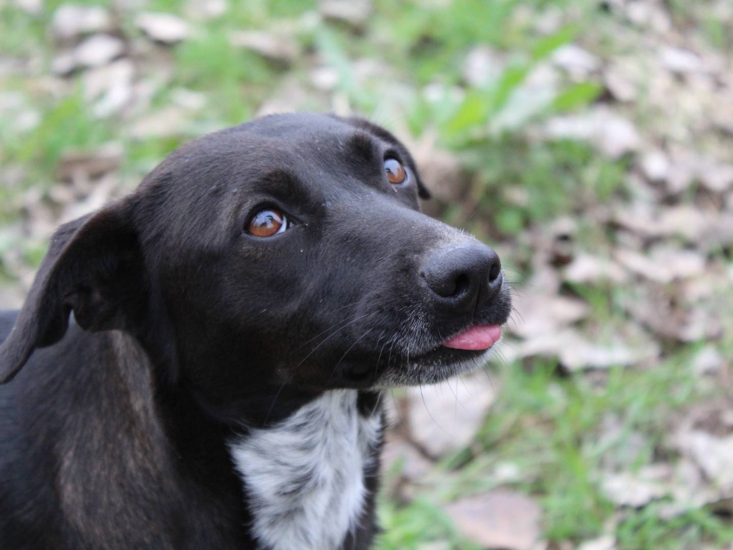 Foto dell'animale