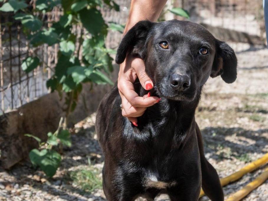 Adotta un cane, taglia media contenuta, femmina, Roma