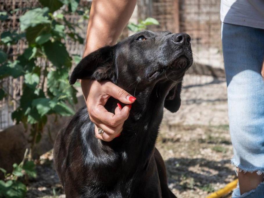 Vuoi adottare un cane a Roma?