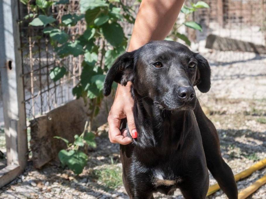Adotta il cane Ariel a Roma