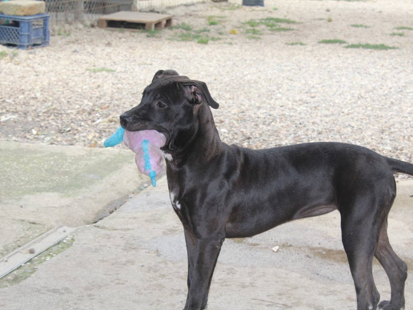 Adotta un cane, femmina, 1 anno e 2 mesi , Roma