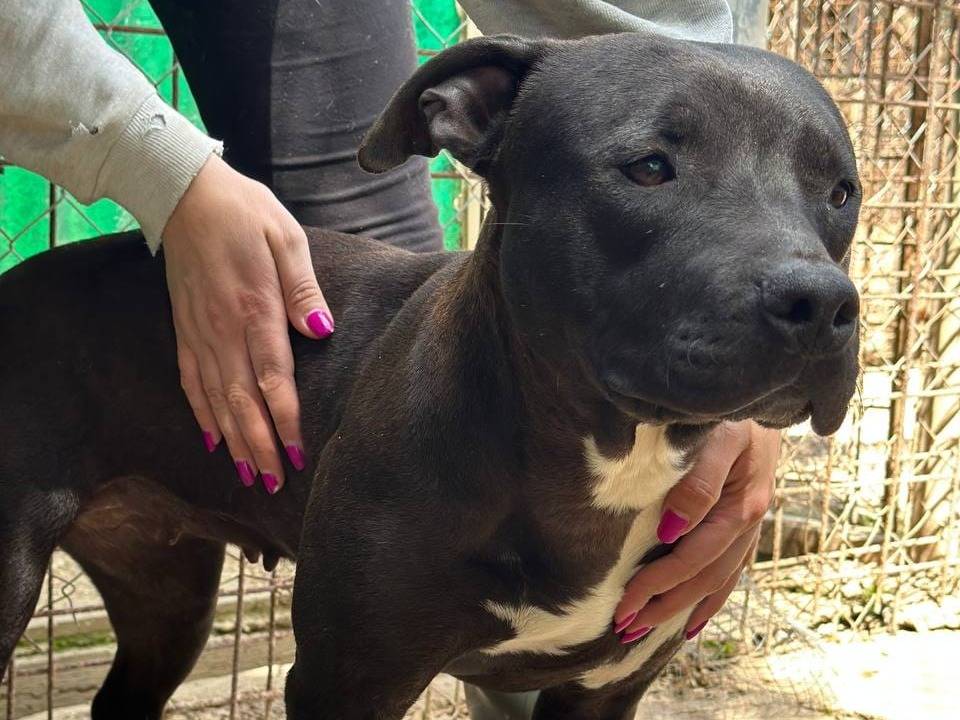 Adotta un cane, taglia media contenuta, femmina, Roma
