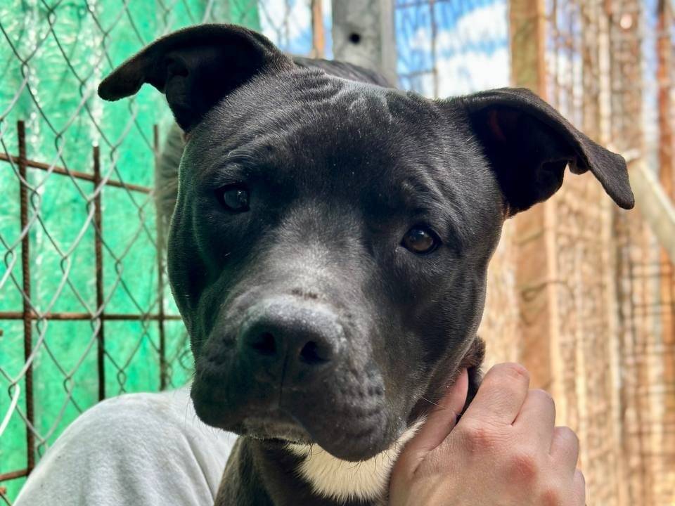 Vuoi adottare un cane a Roma?