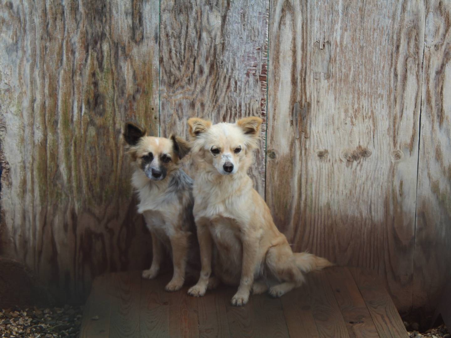 Foto dell'animale