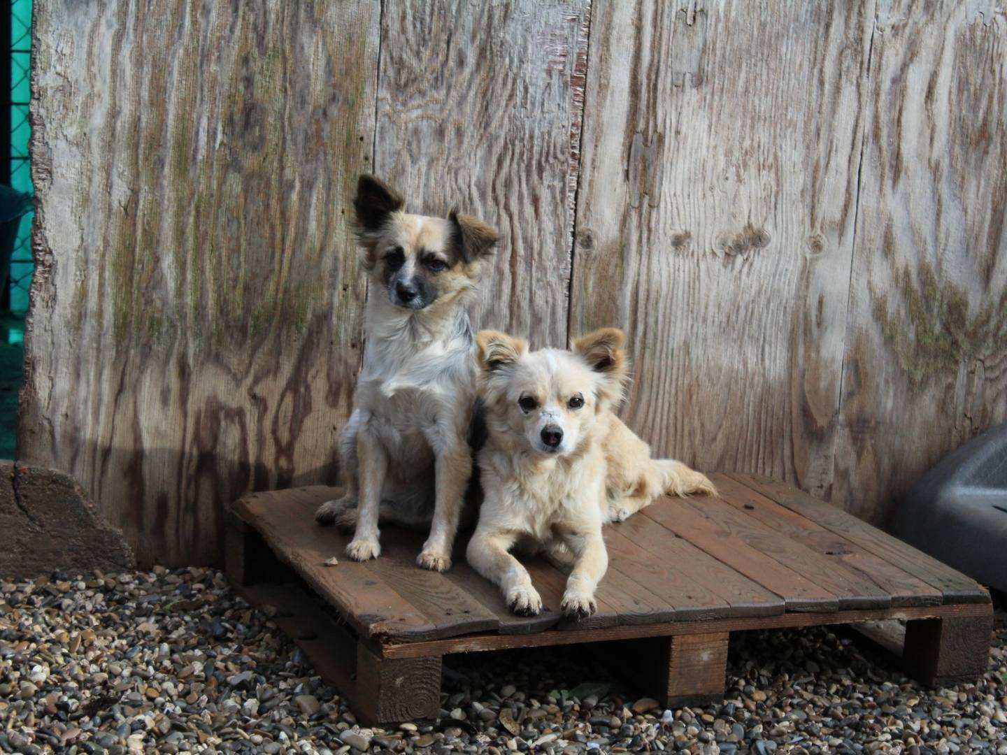 Adotta un cane, maschio, 2 anni  e 2 mesi , Roma
