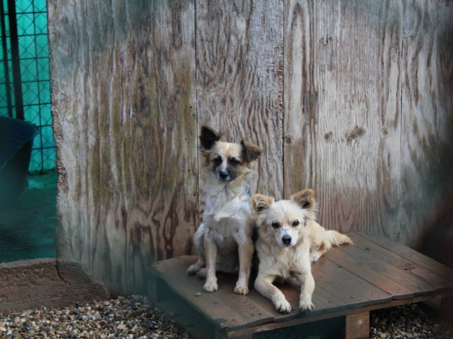 Adotta un cane, taglia piccola, maschio, Roma