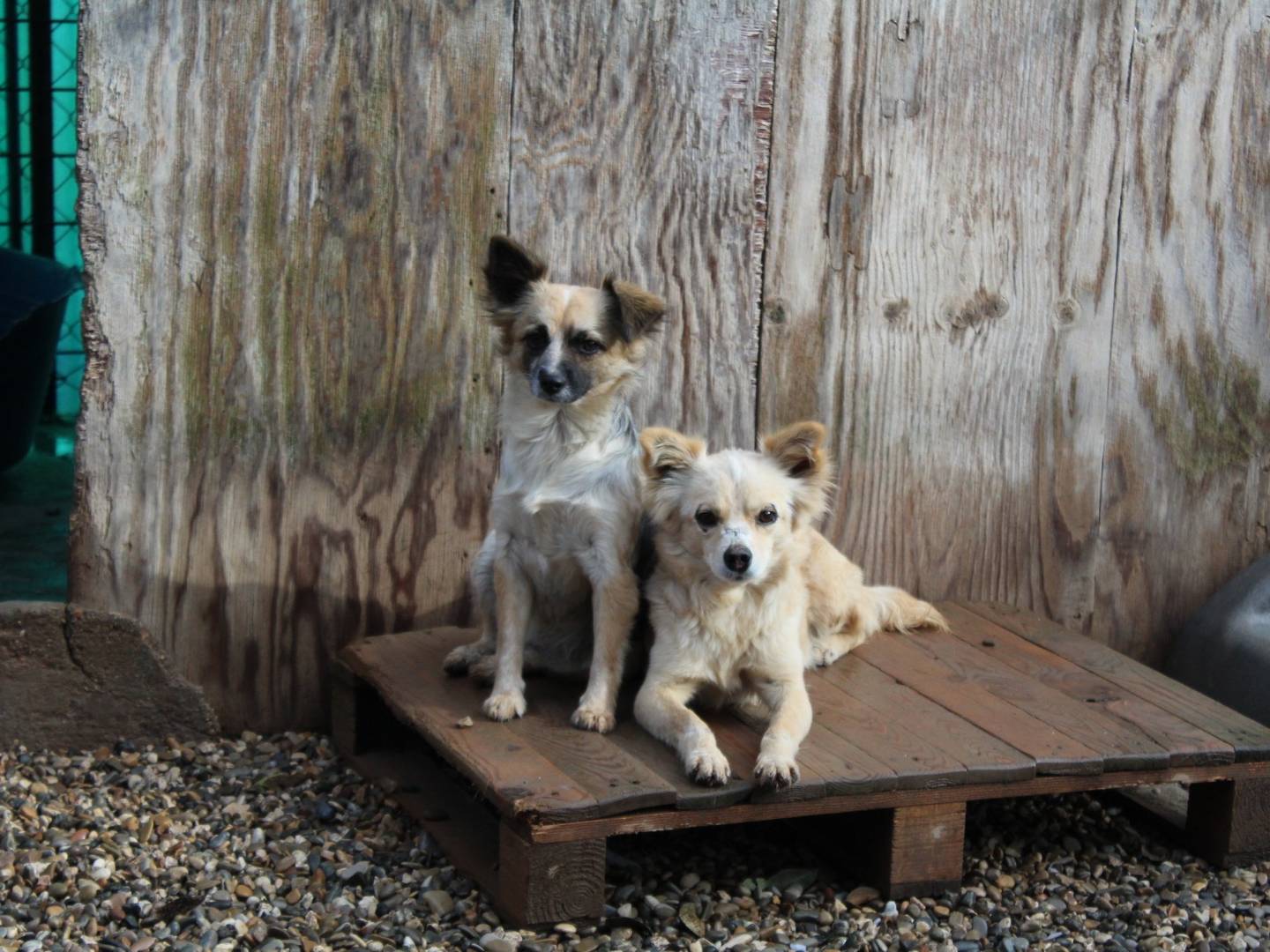 Vuoi adottare un cane a Roma?