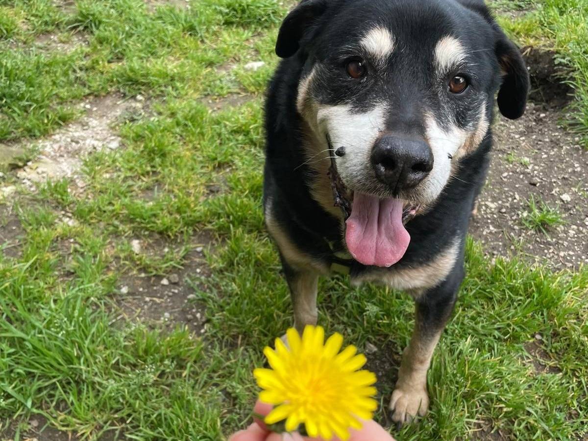 Adotta il cane RAUL a Caserta