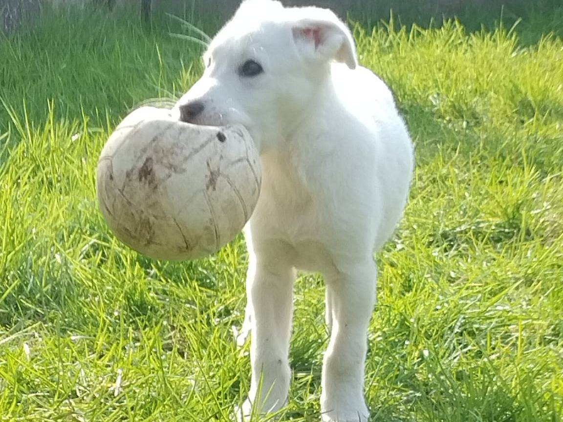 Adotta un cane, maschio, 5 mesi, Milano