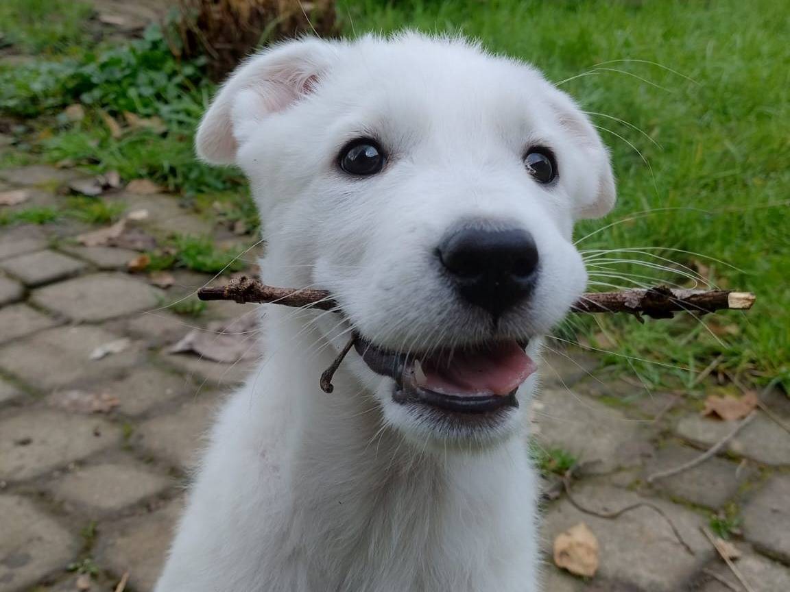 Adotta un cane, taglia media, maschio, Milano