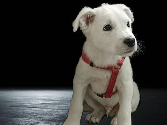 Vuoi adottare un cane a Milano?