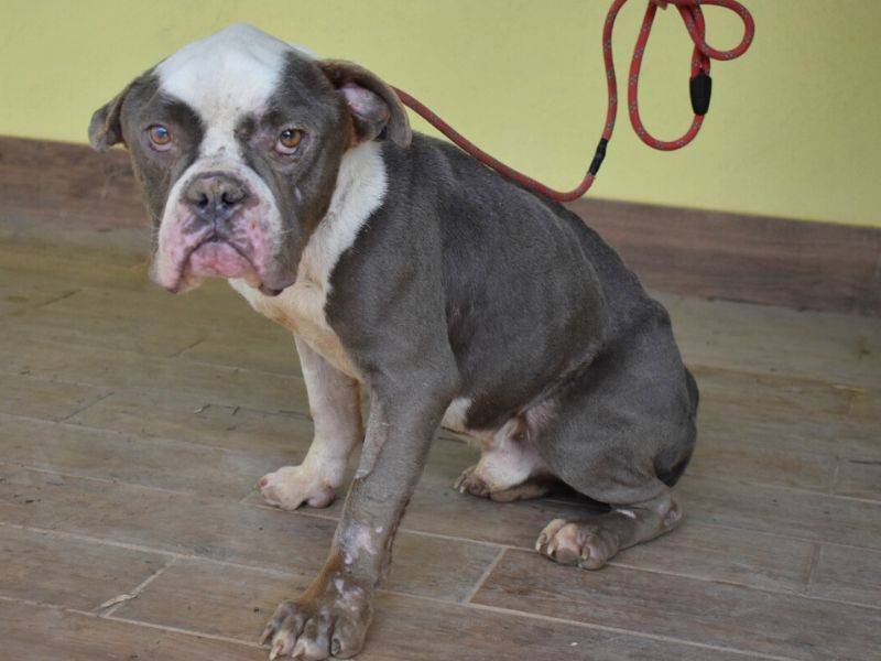 Adozione cane, maschio, Bulldog Inglese Razza sconosciuta, 3 anni  e 3 mesi , taglia media, Roma