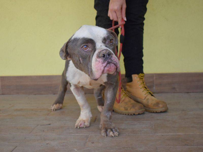 Adotta un cane, maschio, 3 anni  e 3 mesi , Roma
