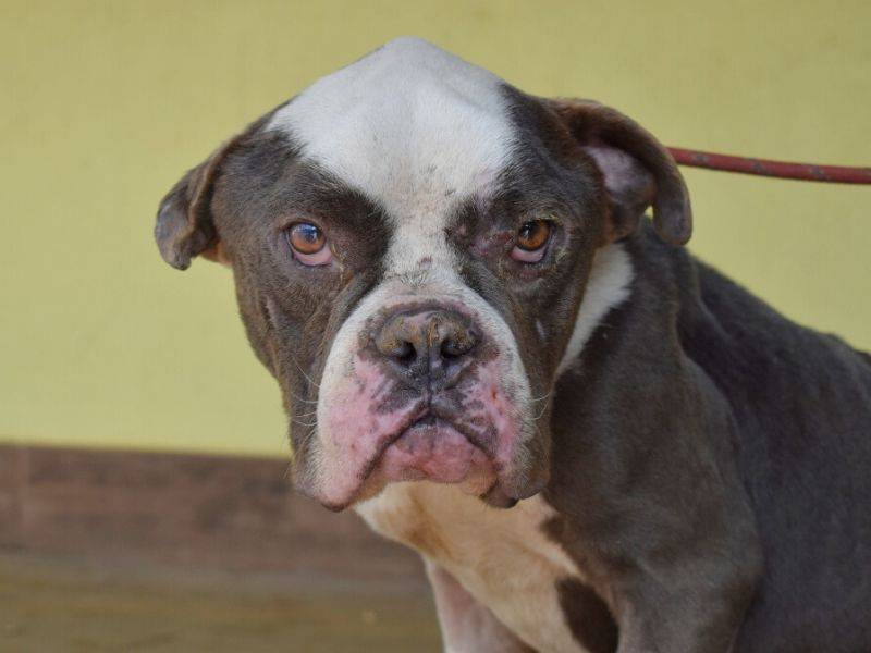 Adotta il cane Brizio a Roma