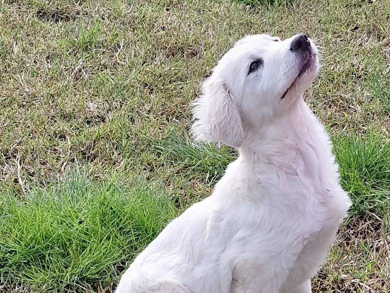Adotta un cane, maschio, 4 mesi, Latina