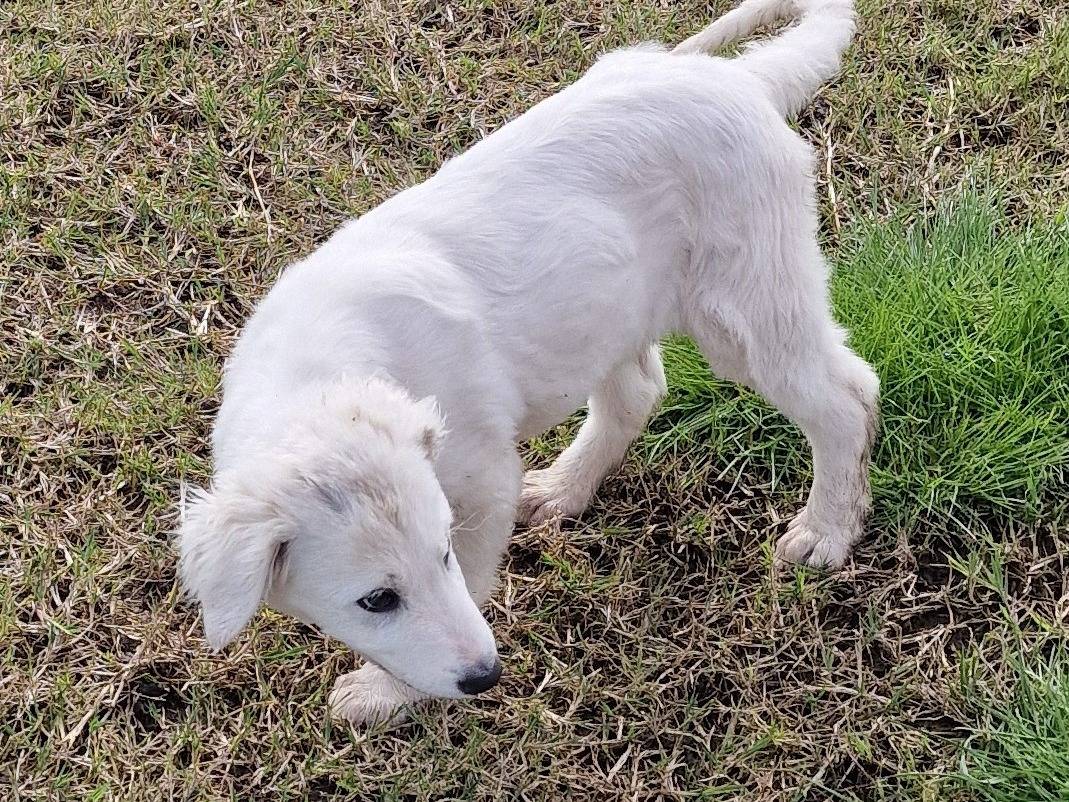 Adotta un cane, taglia grande, maschio, Latina