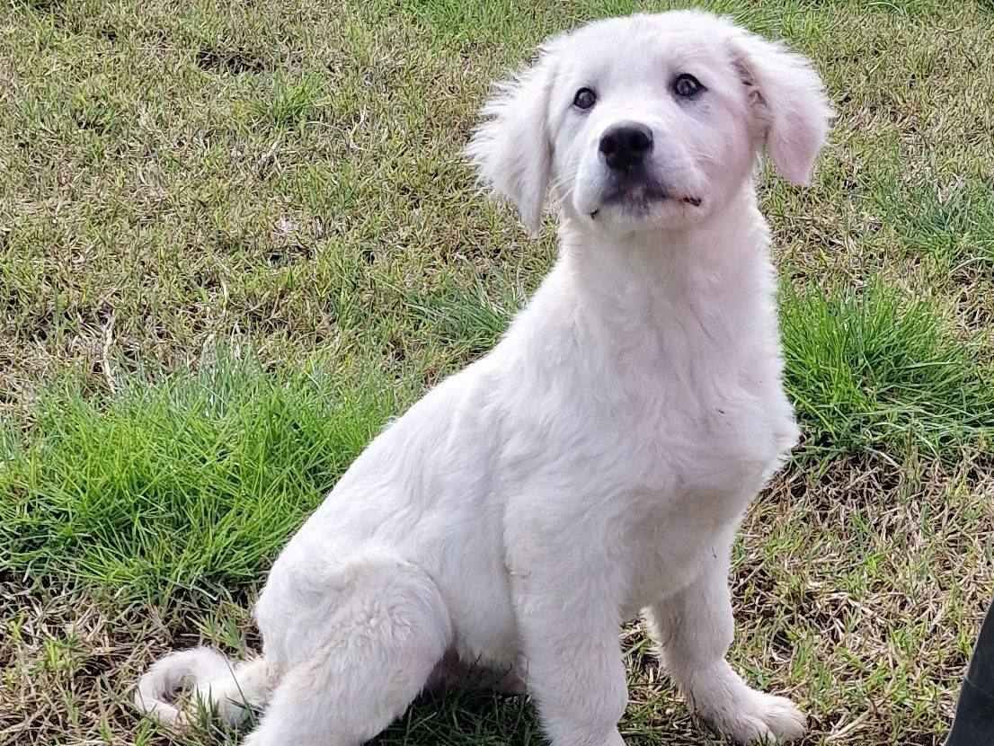 Vuoi adottare un cane a Latina?