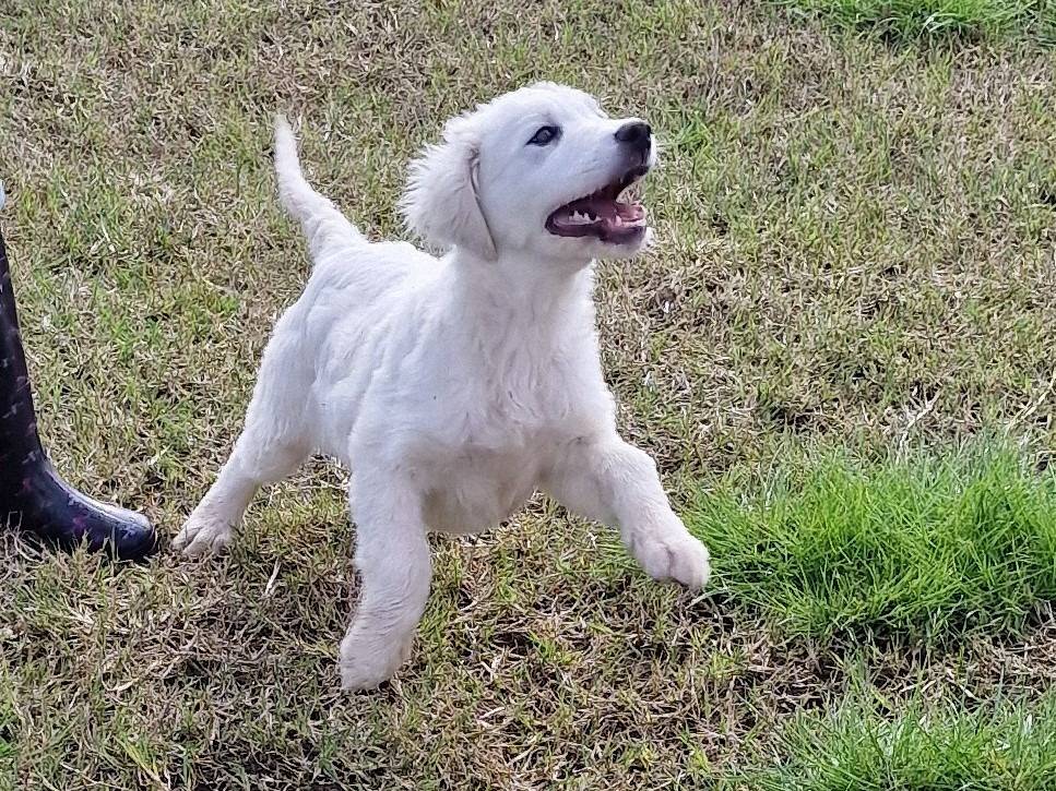 Adotta il cane JERRY a Latina