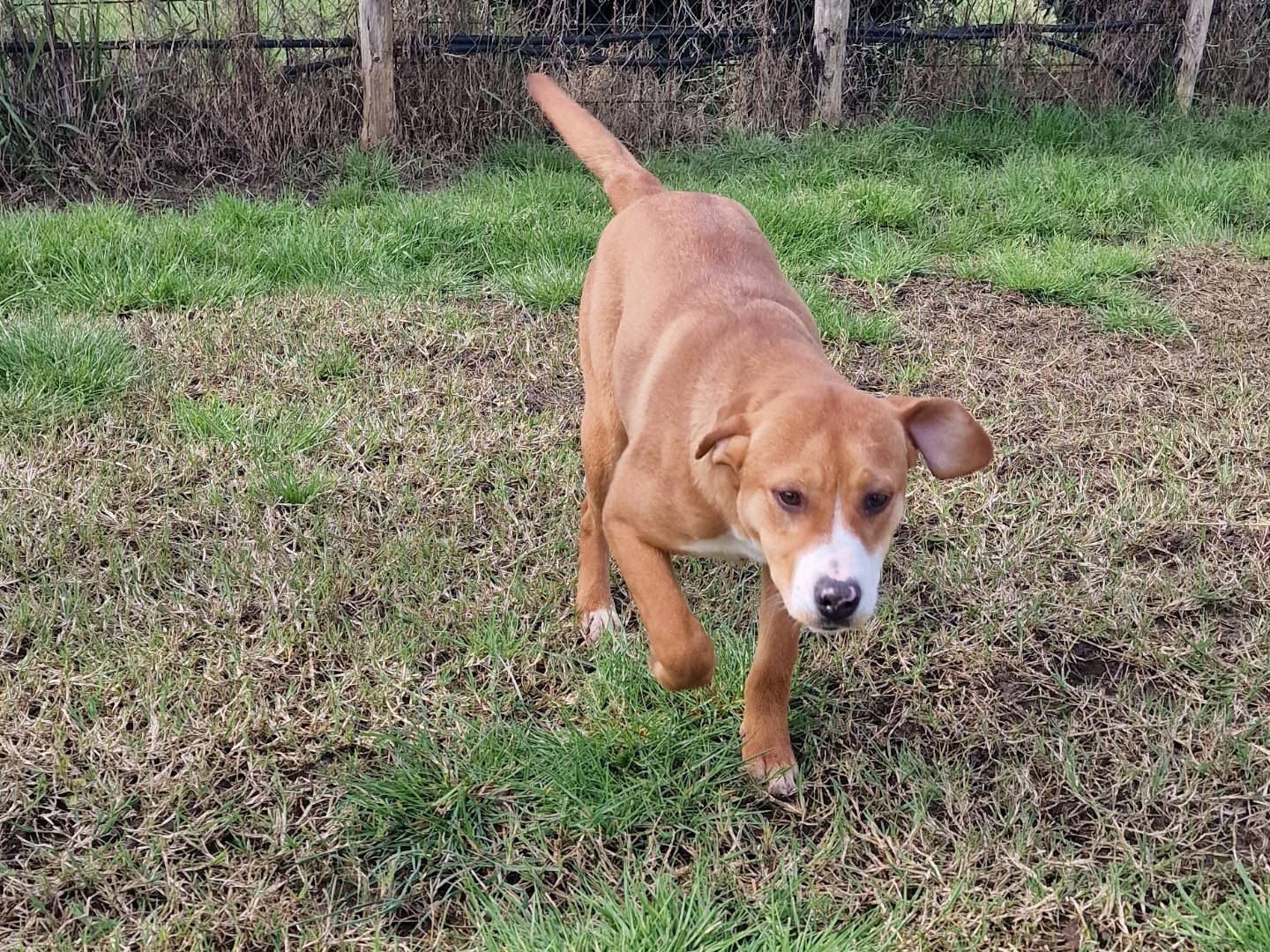 Adotta un cane, femmina, 7 mesi, Latina