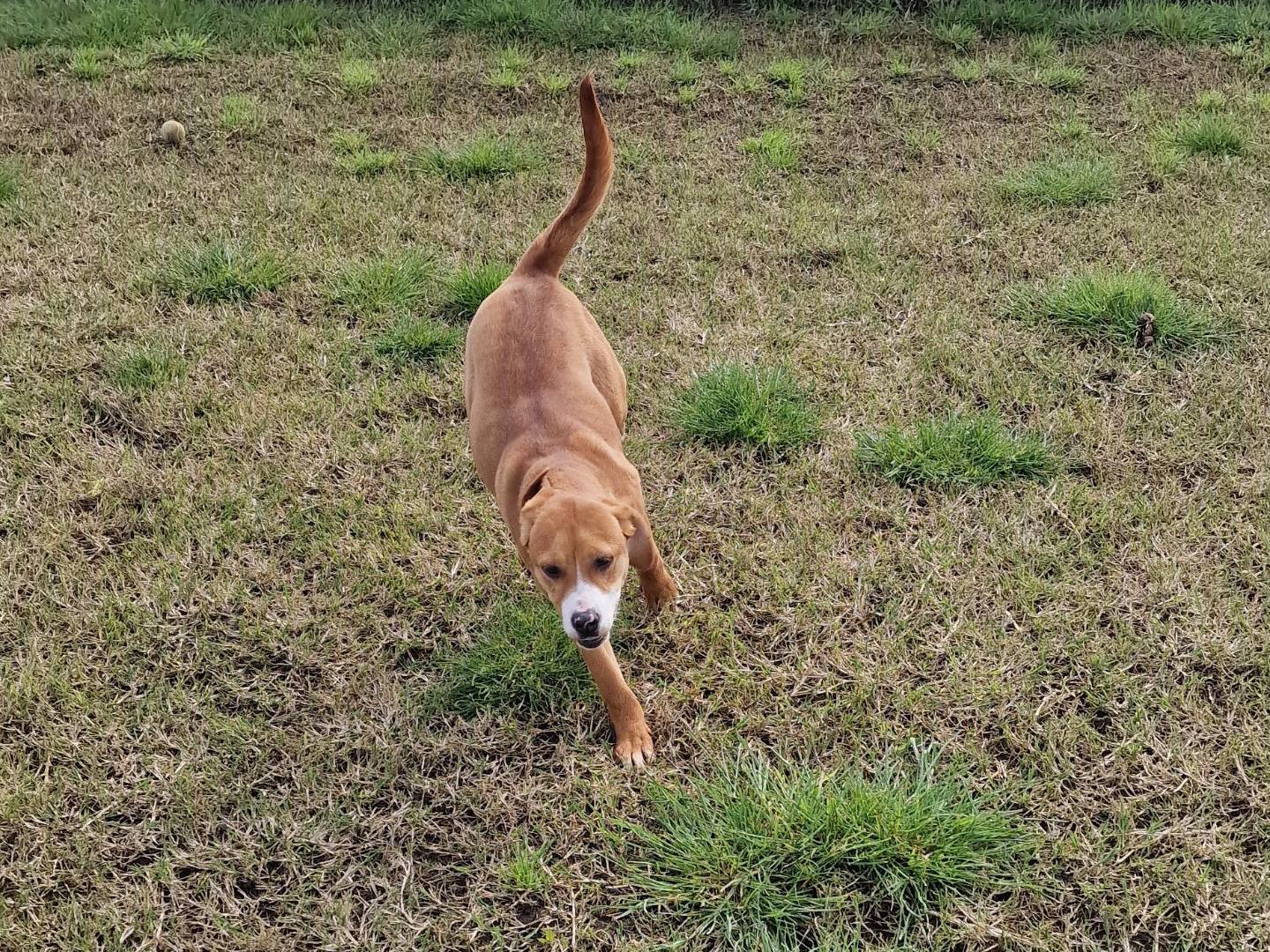 Adotta il cane DARLING a Latina