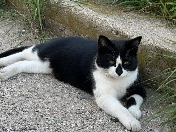 Adotta un gatto, maschio, 1 anno e 1 mese, Catanzaro