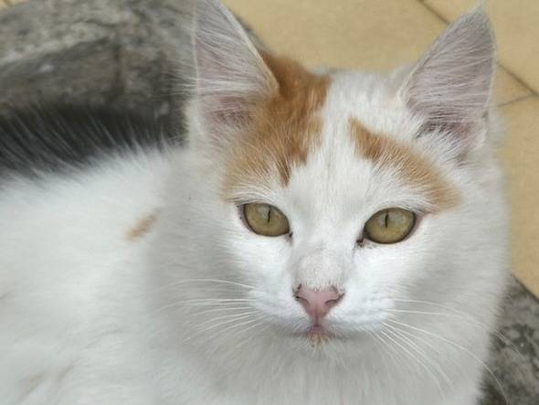 Adotta un gatto, femmina, 1 anno e 1 mese, Catanzaro