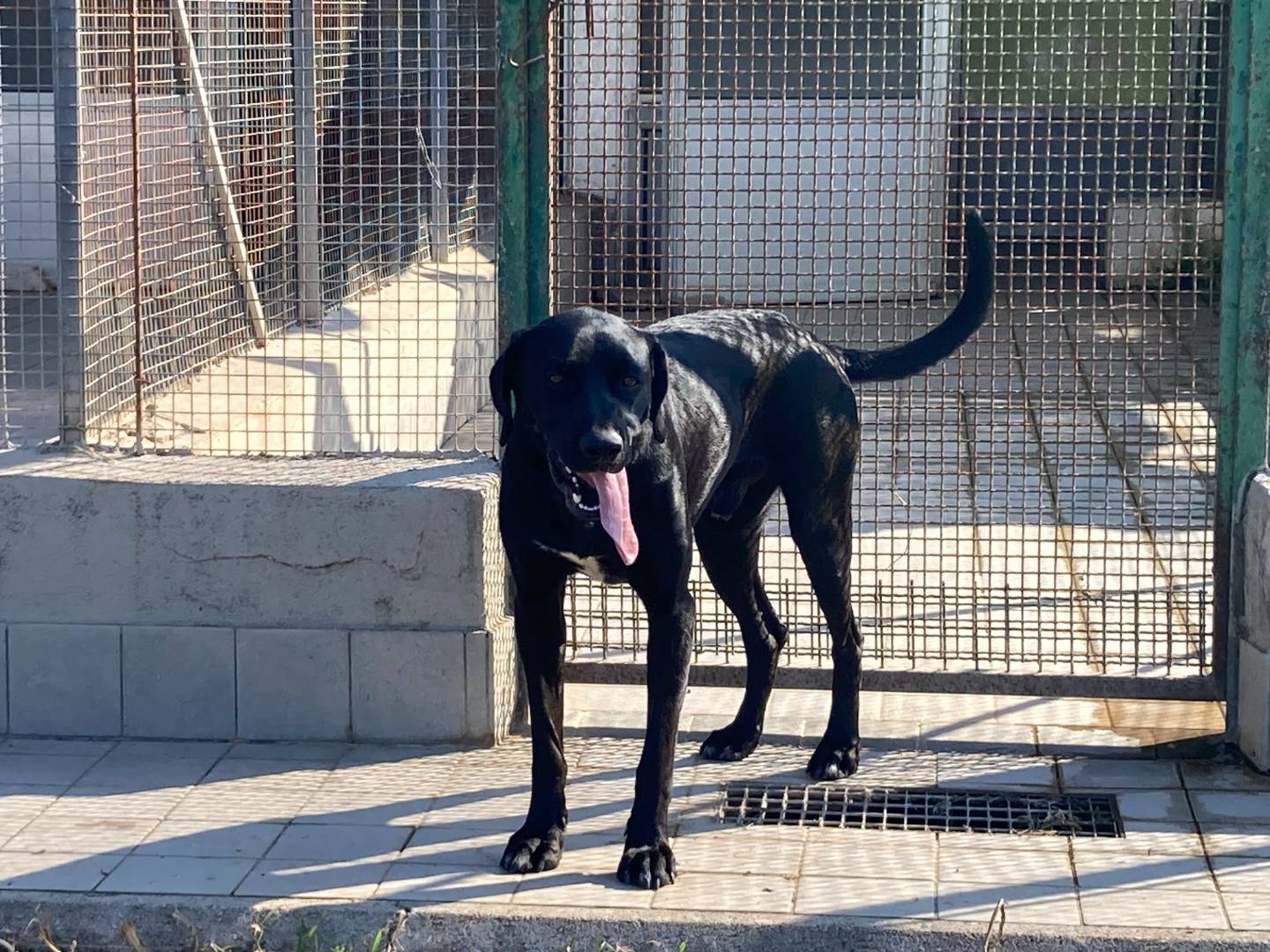 Adotta un cane, maschio, 2 anni  e 11 mesi , Roma