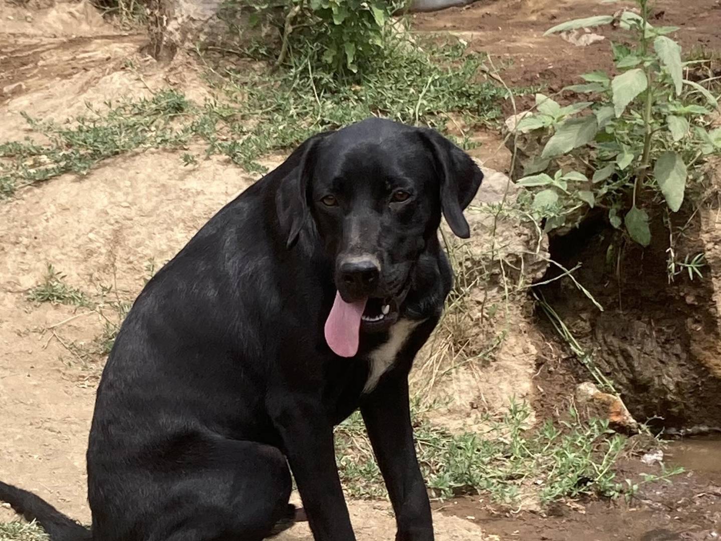 Adotta un cane, taglia media, maschio, Roma