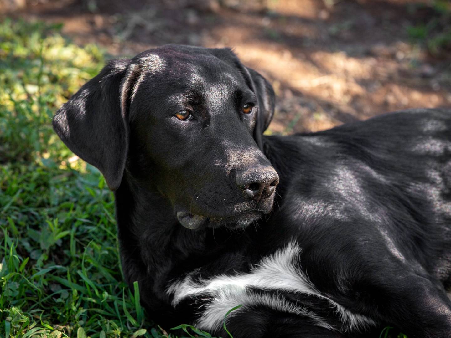 Vuoi adottare un cane a Roma?