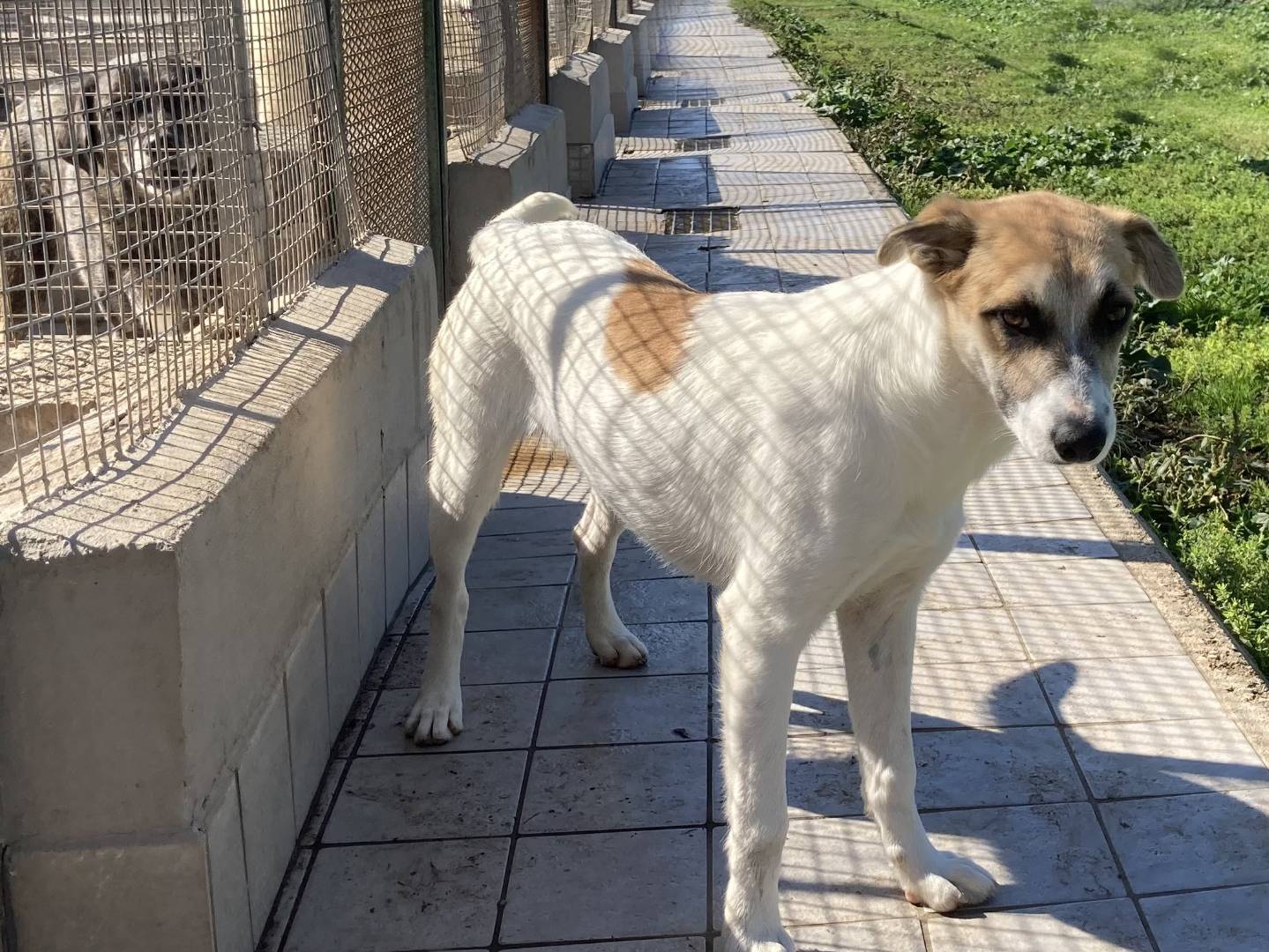 Adotta un cane, maschio, 3 anni  e 8 mesi , Roma