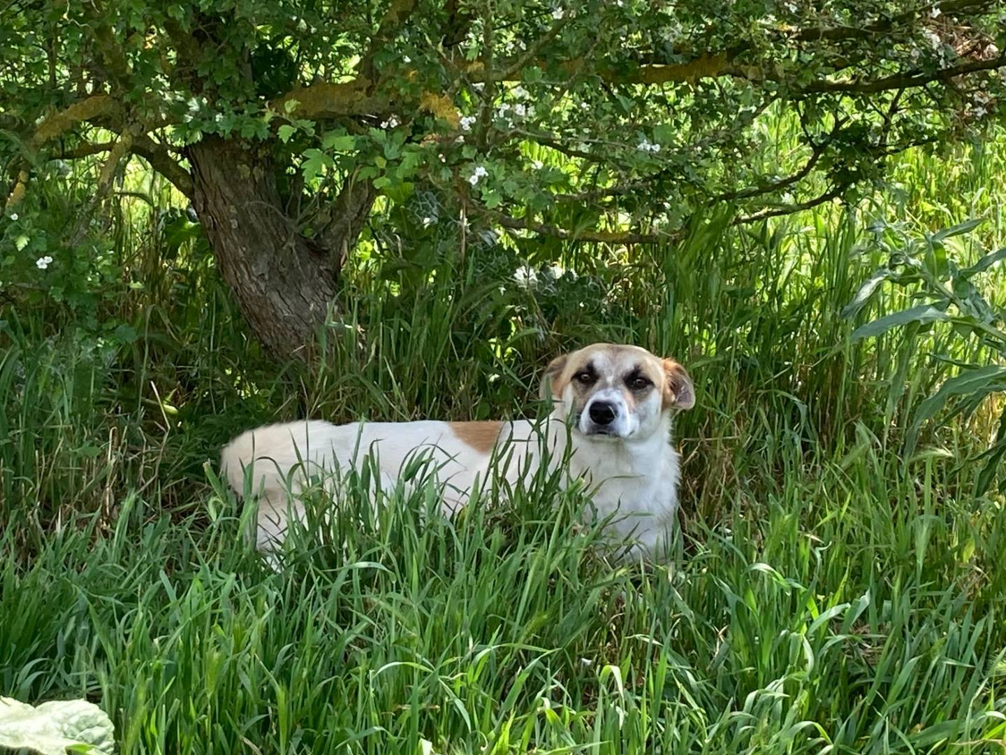 Adotta un cane, taglia media contenuta, maschio, Roma